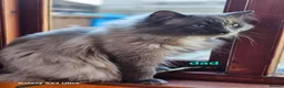 Ragdoll cats for sale: Stunning  full Ragdoll kitten ready to go  - Advert 6