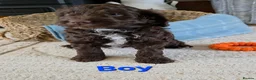 Cockapoo dogs for sale: Beautiful cockapoo puppies   - Advert 20