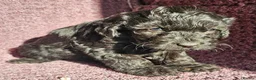 Cockapoo dogs for sale: F1 Cockerapoo puppies  - Advert 4