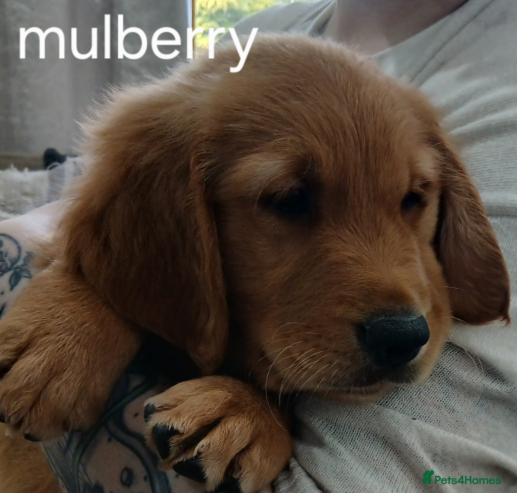 Golden Retriever dogs Ready to leave Chunky KC golden retriever  - Advert 3