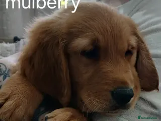 Golden Retriever dogs Ready to leave Chunky KC golden retriever - Advert 3