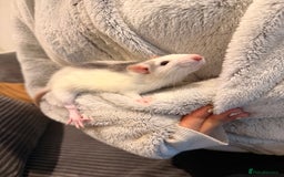 Rat rodents for sale: 2 female rats with whole enclosure and accessories - Advert 5