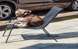 English Bulldog dogs for sale: 3 Year old Beautiful Chocolate and Tan Female - Image 9