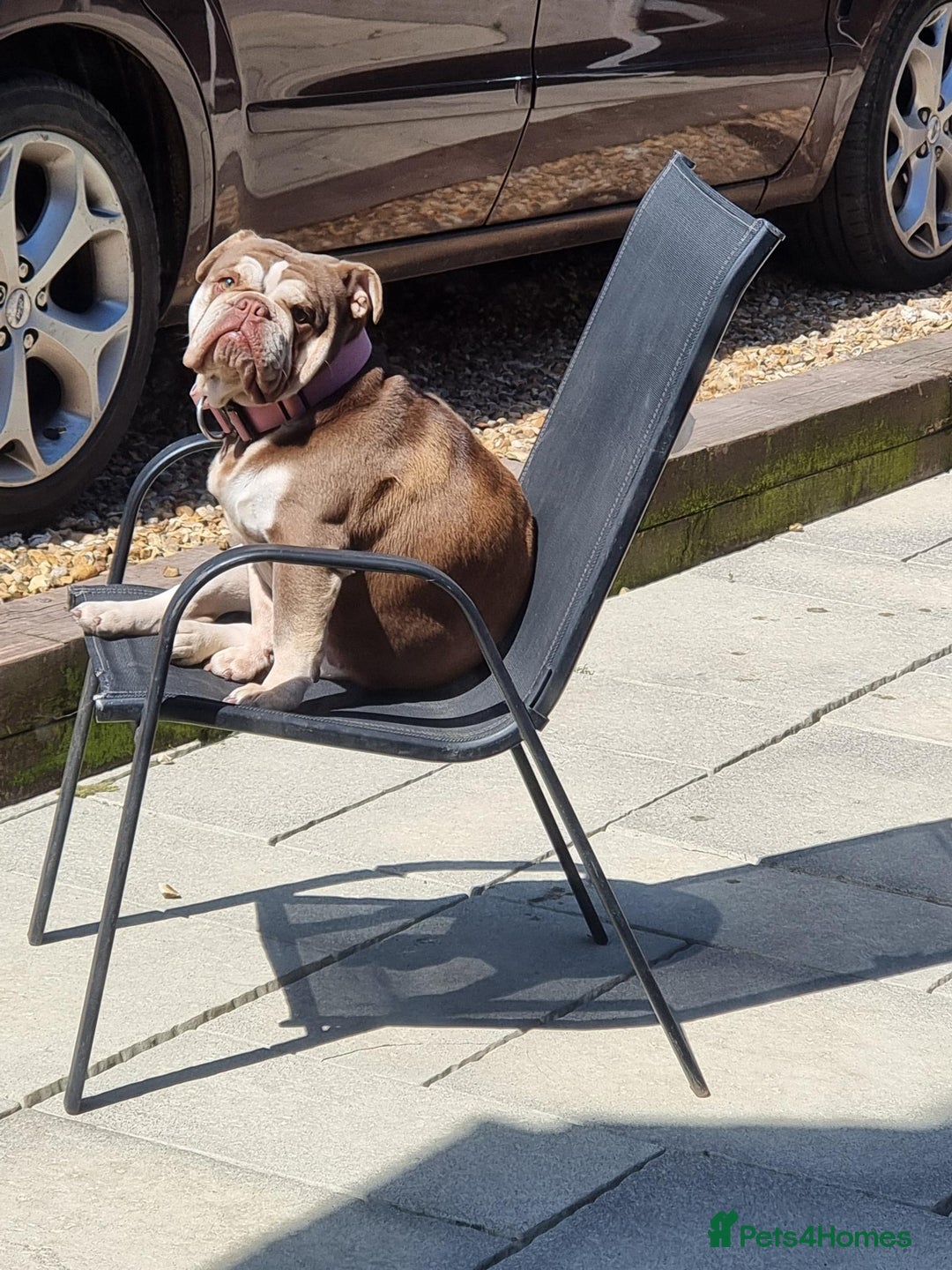 English Bulldog dogs for sale: 3 Year old Beautiful Chocolate and Tan Female - Image 9