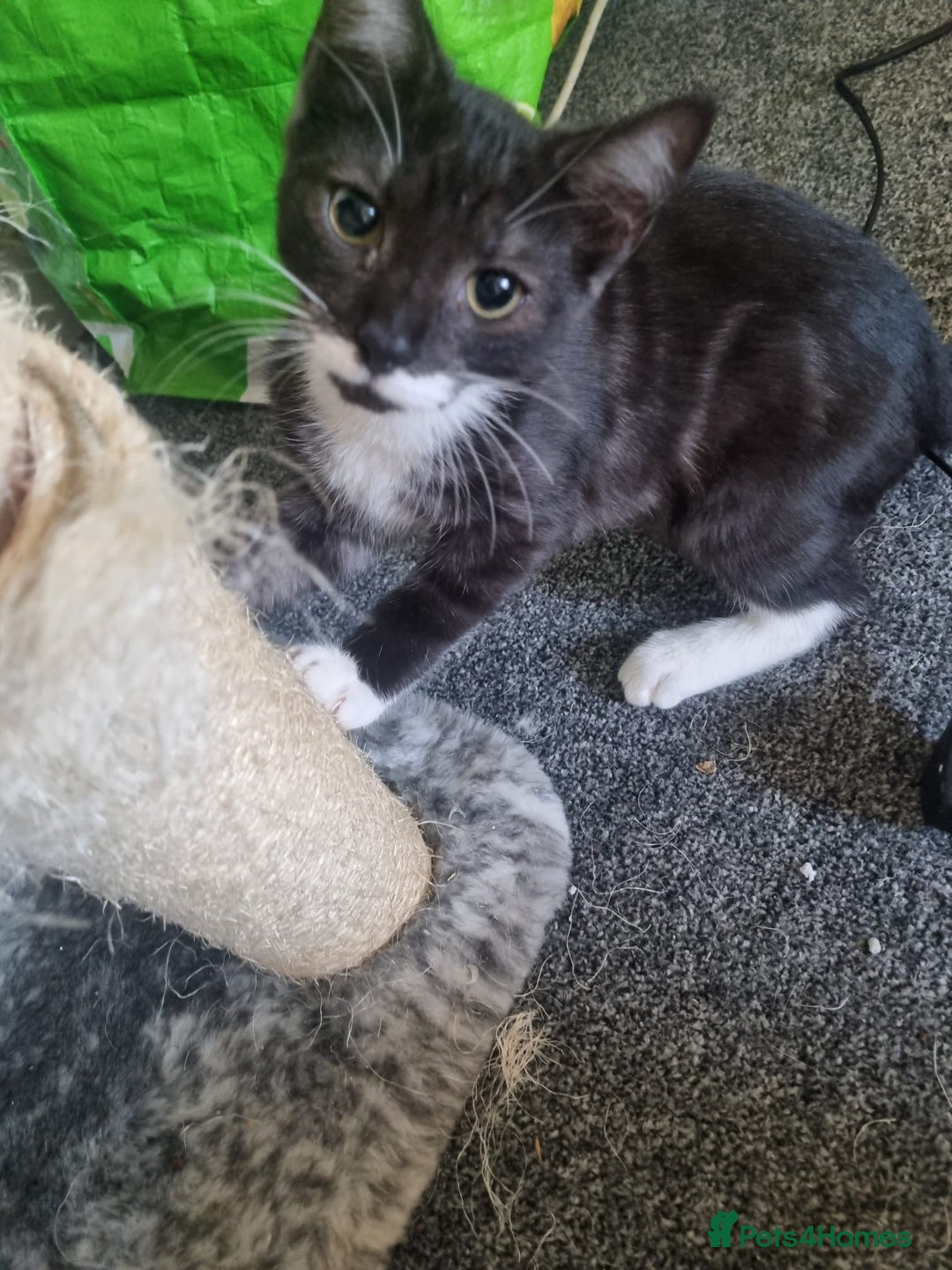 Mixed Breed cats for sale: Kittens for sale  - Image 5