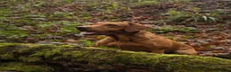 Labrador Retriever dogs for stud: Fox Red Labrador Fully Health Tested KC Registered - Advert 5