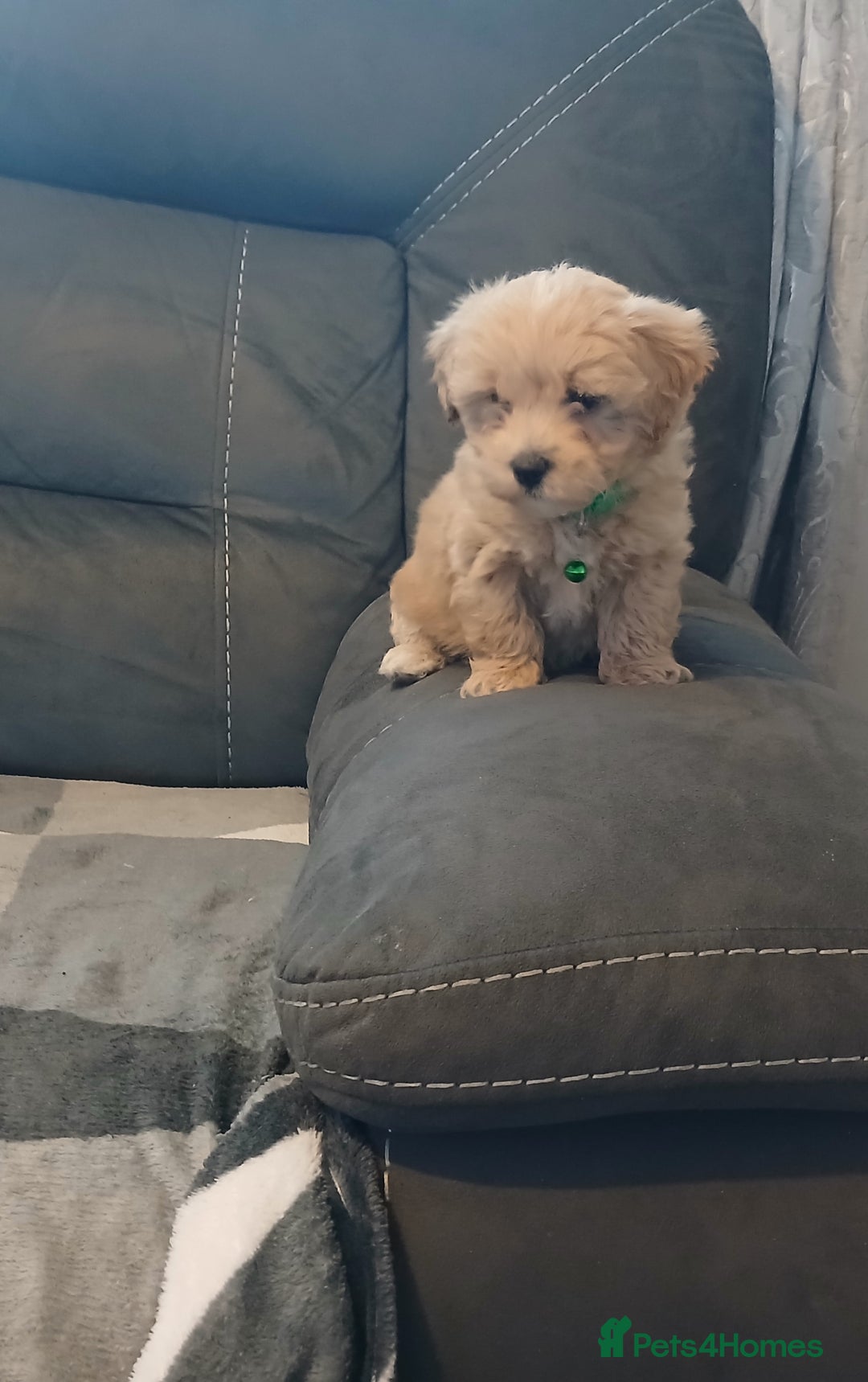 Maltipoo dogs for sale: Maltipoo puppies - Advert 4