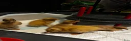 Ducks poultry for sale: Welsh Harlequin Hatching Duck Eggs - Advert 2