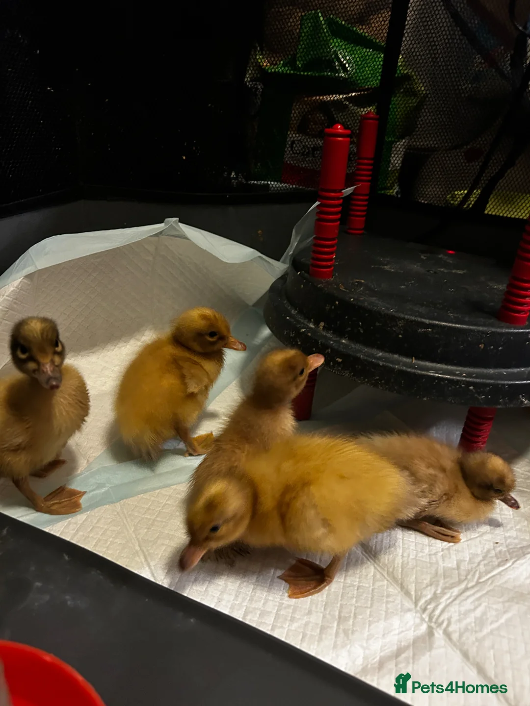 Ducks poultry for sale: Welsh Harlequin Hatching Duck Eggs - Advert 2