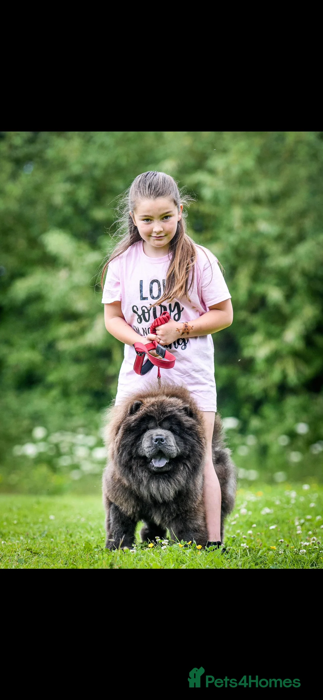 Chow Chow dogs for stud: Buddy the blue chow chow in Leeds - Advert 7