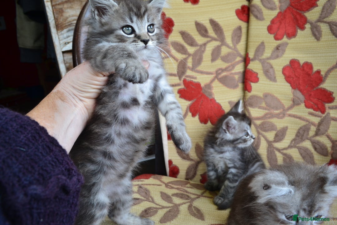 Maine Coon cats for sale: Maine coon Kittens in Oswestry - Image 5