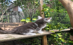 Maine Coon cats for sale: Maincoon kittens ready now  - Image 7