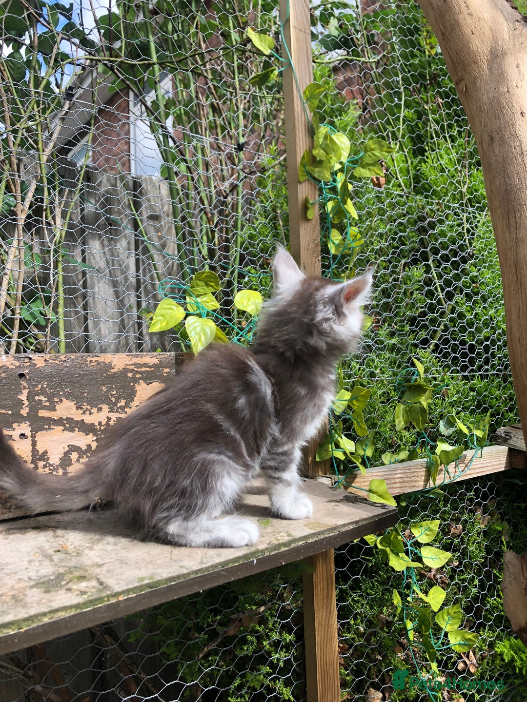 Maine Coon cats for sale: Maincoon kittens ready now  - Image 7