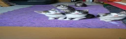Mixed Breed cats for sale: 5 kittens and adult cat sale. Adult cat £50  in Ipswich - Advert 15