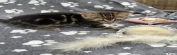 Mixed Breed cats for sale: Two beautiful and playful tabby kittens for sale! in Wisbech - Advert 7