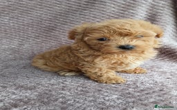 Maltipoo dogs for sale: F1 health tested toy (Asian) maltipoos🩷🩷 - Image 11