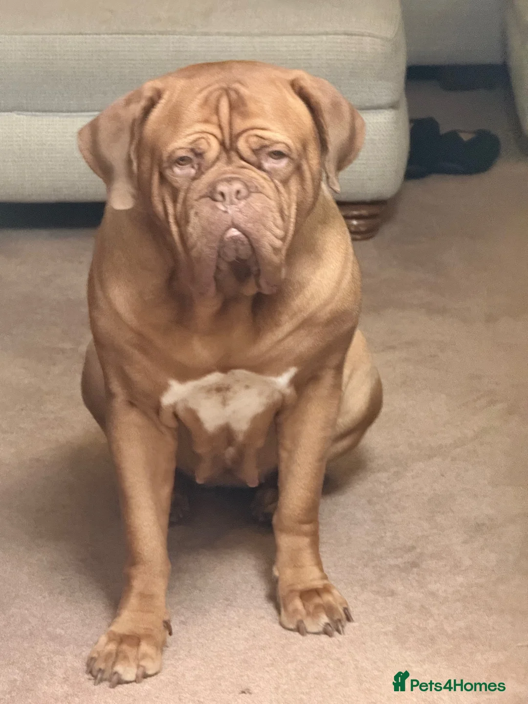 Dogue De Bordeaux dogs for sale: Female Dogue du Bordeaux 2 years old - Advert 3