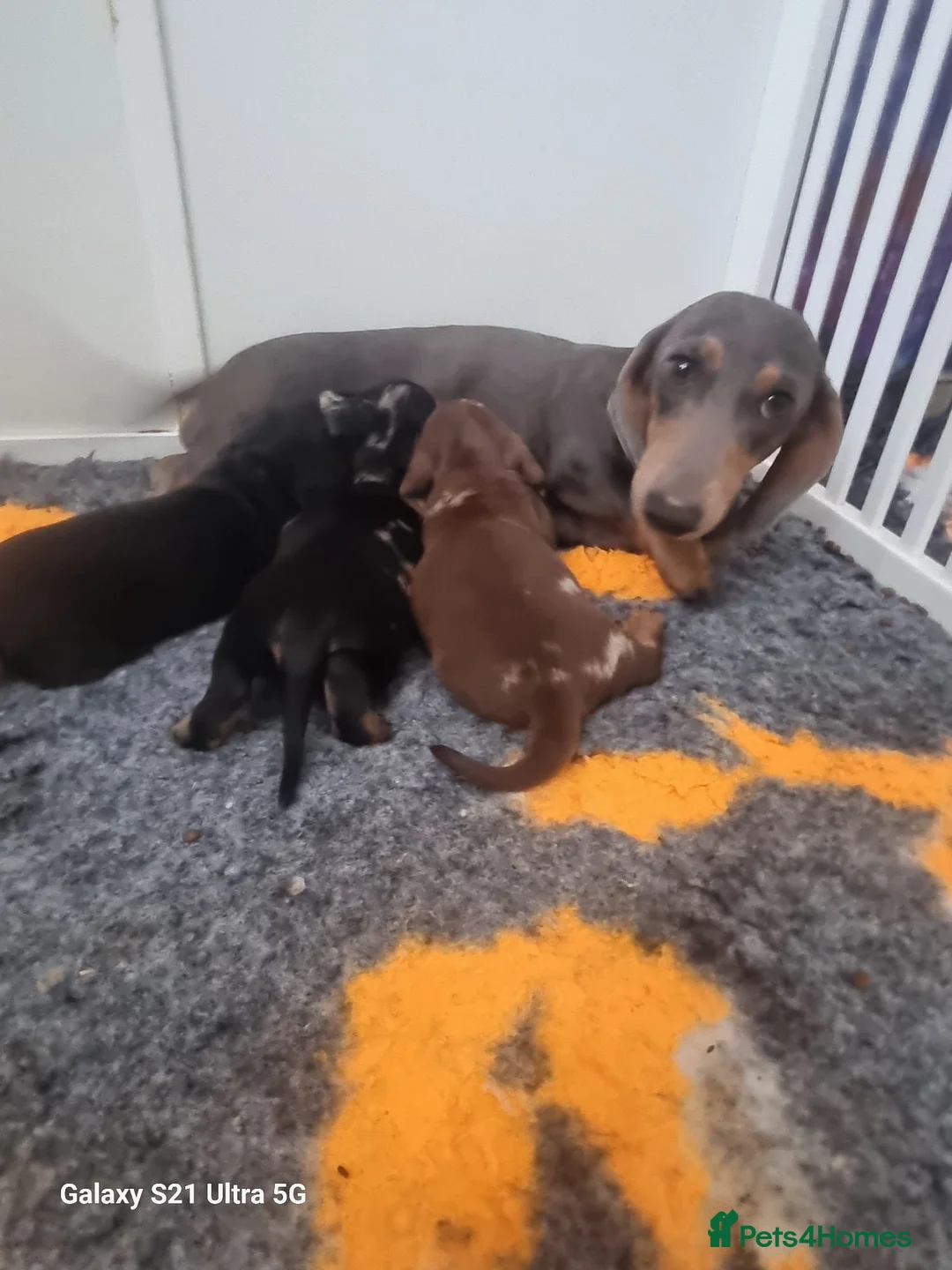 Miniature Dachshund dogs for sale: Stunning RKC registered miniature dachshund  - Advert 1