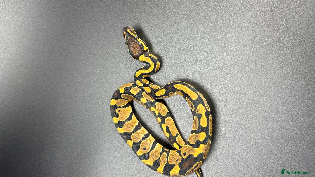 Python Snake reptiles for sale: Beautiful Ball Python Babies - Image 2
