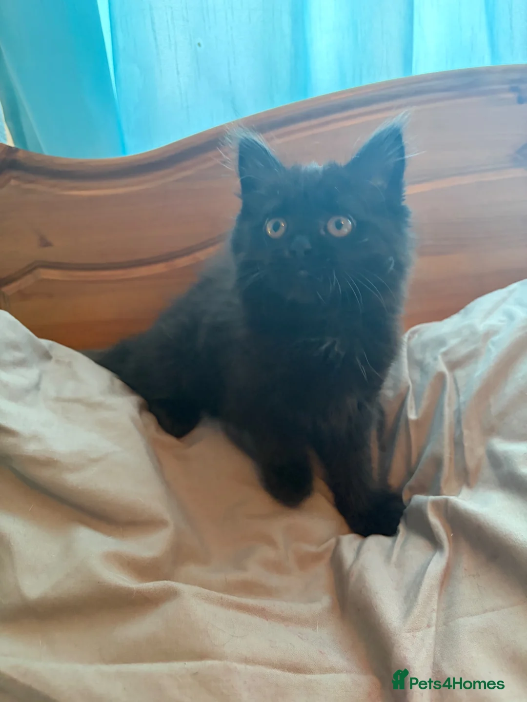British Longhair cats for sale: British long hair female kitten - Advert 1