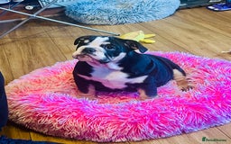 English Bulldog dogs for sale: ⭐️⭐️⭐️Exceptional English bulldog puppies  - Image 1