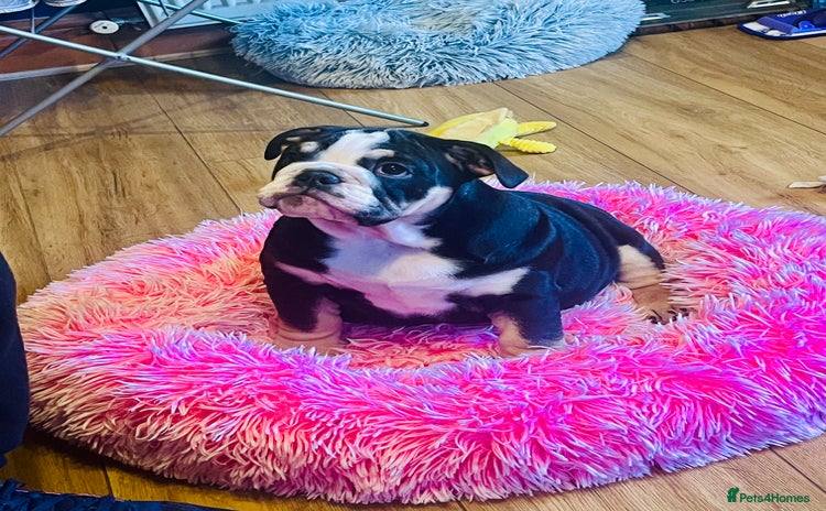 English Bulldog dogs - Advert 7