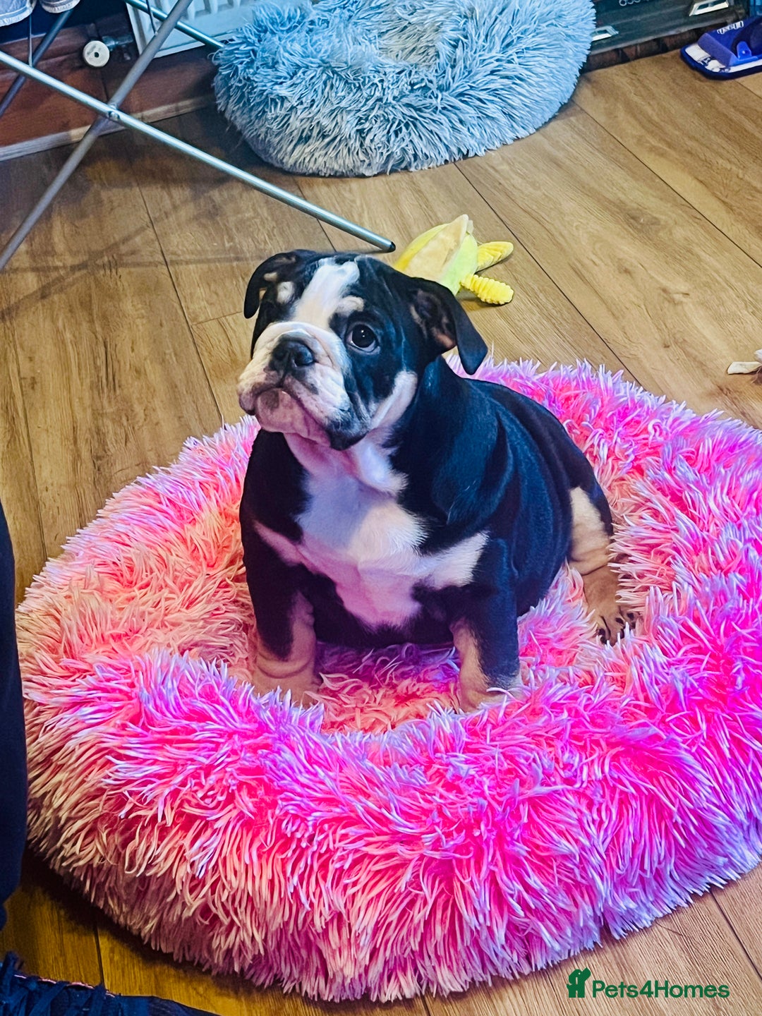 English Bulldog dogs for sale: ⭐️⭐️⭐️Exceptional English bulldog puppies  - Image 1