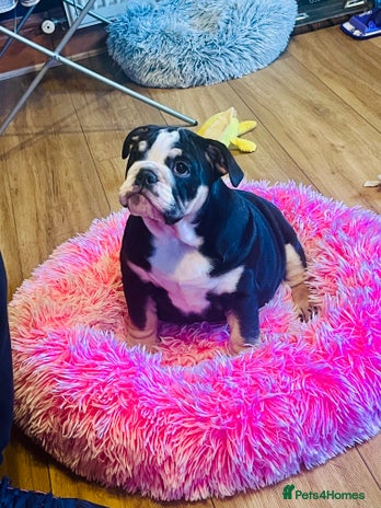 English Bulldog dogs - Advert 3