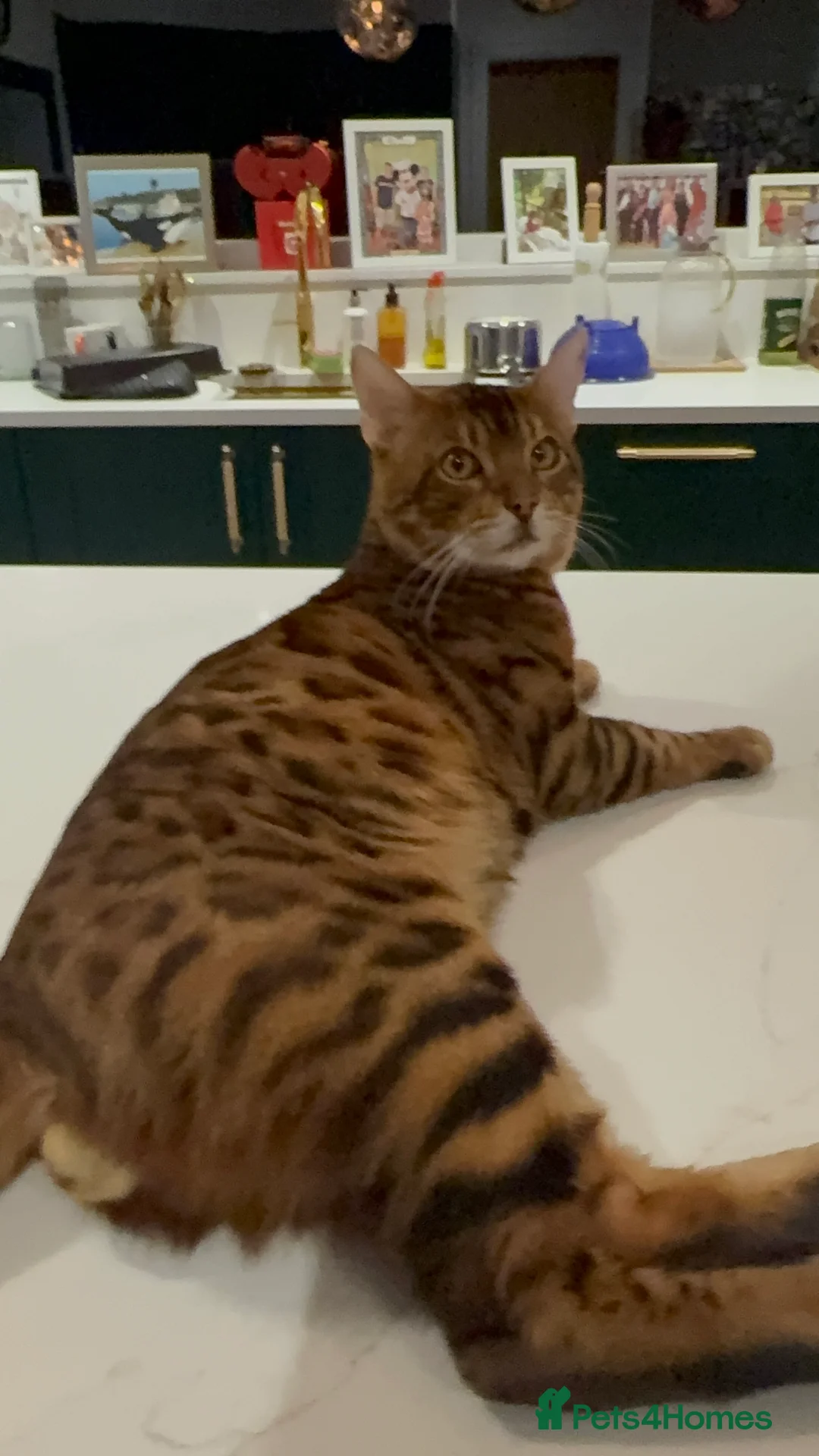 Bengal cats for stud: Handsome Brown spotted Bengal boy for stud - Advert 2