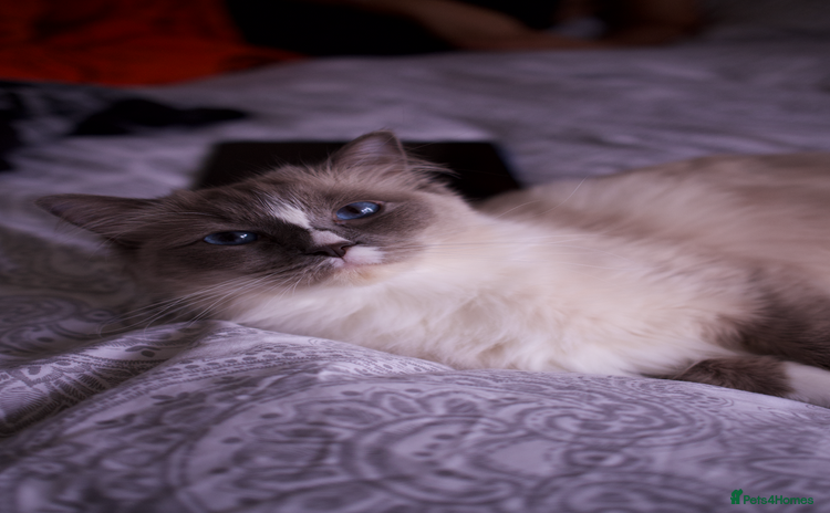 Ragdoll cats - Advert 1