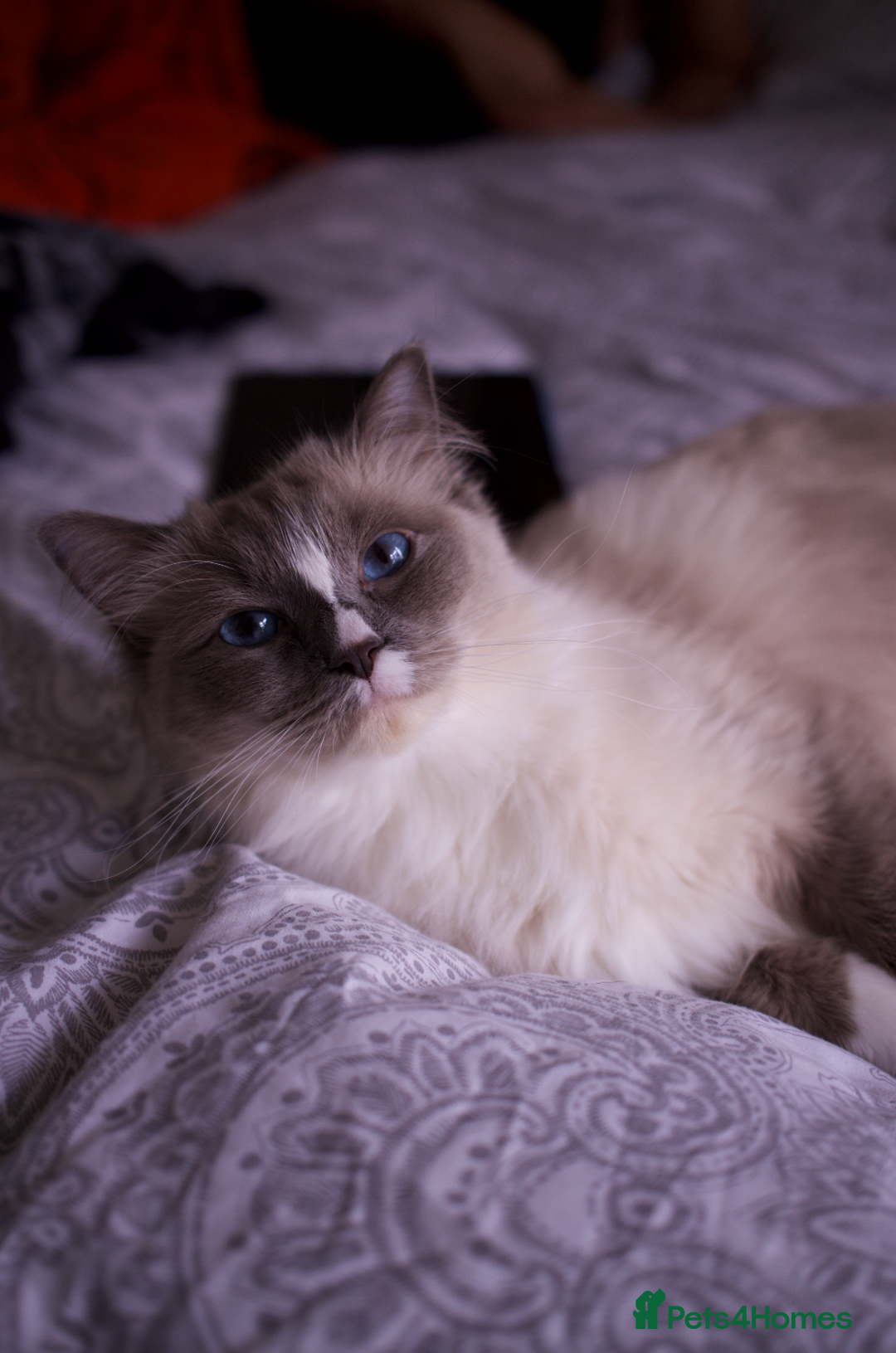 Ragdoll cats for sale: FREE RAGDOLL CAT BLUE POINT SEAL & MITTED - Image 1