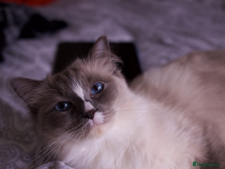 Ragdoll cats - Advert 5