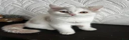 British Shorthair cats for sale: British shorthair kittens  - Advert 6