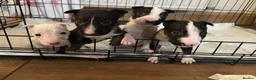 English Bull Terrier dogs for sale: Ready to leave now  - Advert 6