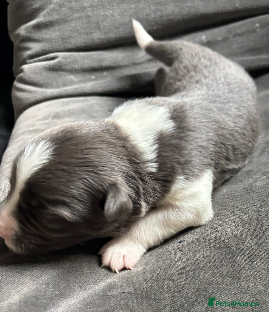 Border Collie dogs for sale:  Long Haired KC Reg Border Collie puppies for sale - Image 18