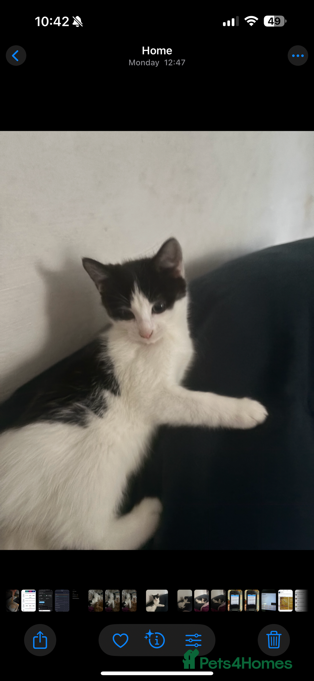 Mixed Breed cats for sale: Beautiful ginger and black and white kitten - Advert 3