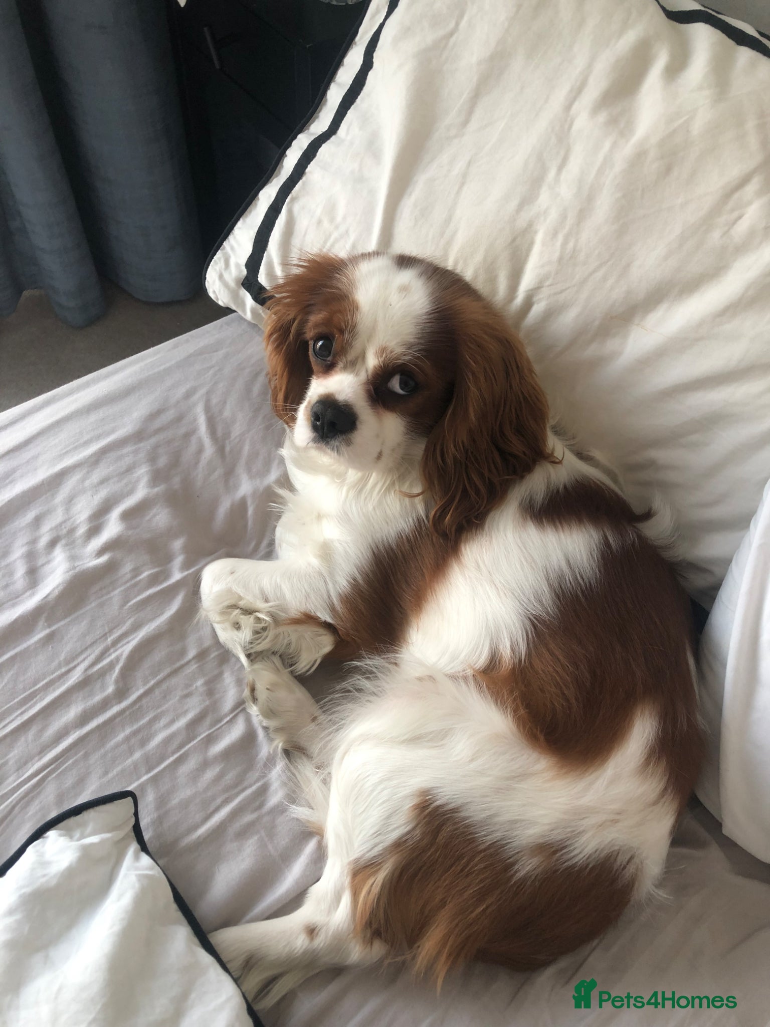 Cavalier King Charles Spaniel dogs Loving Cavalier King Charles looking for home! - Advert 1