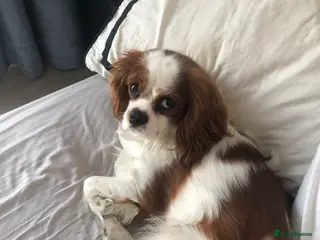 Cavalier King Charles Spaniel dogs Loving Cavalier King Charles looking for home! - Advert 1