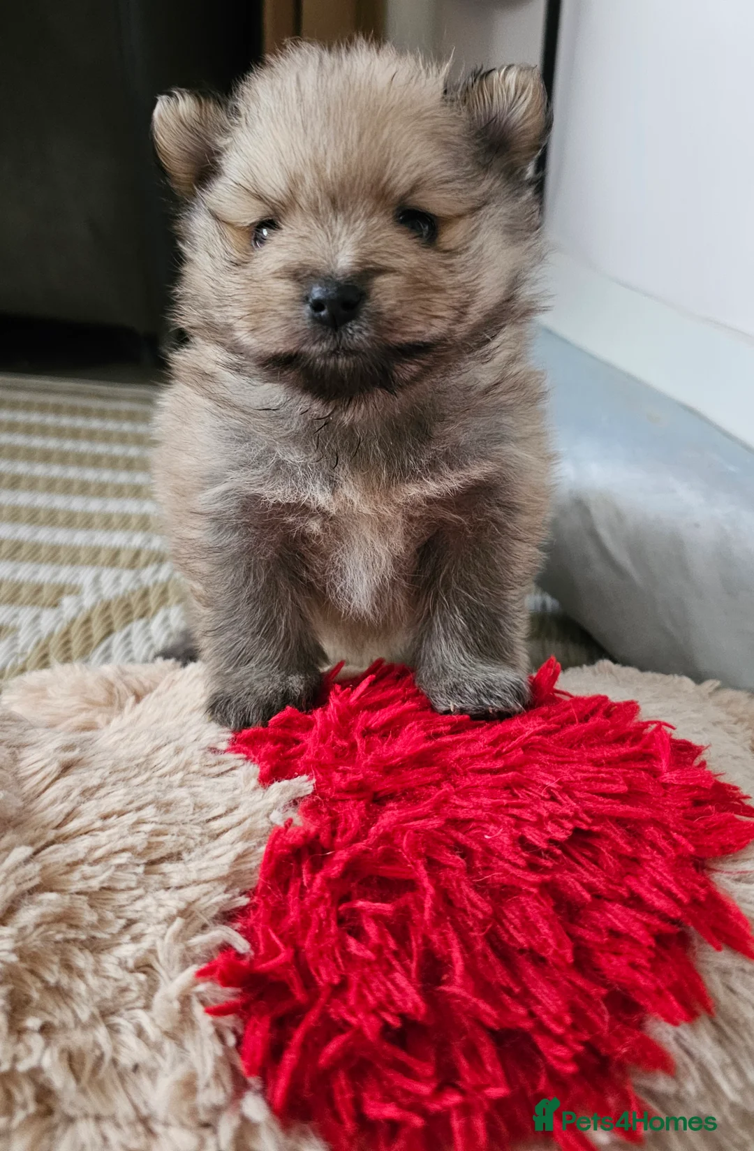 Pomeranian dogs for sale: 4 Beautiful Pomeranians  - Advert 4