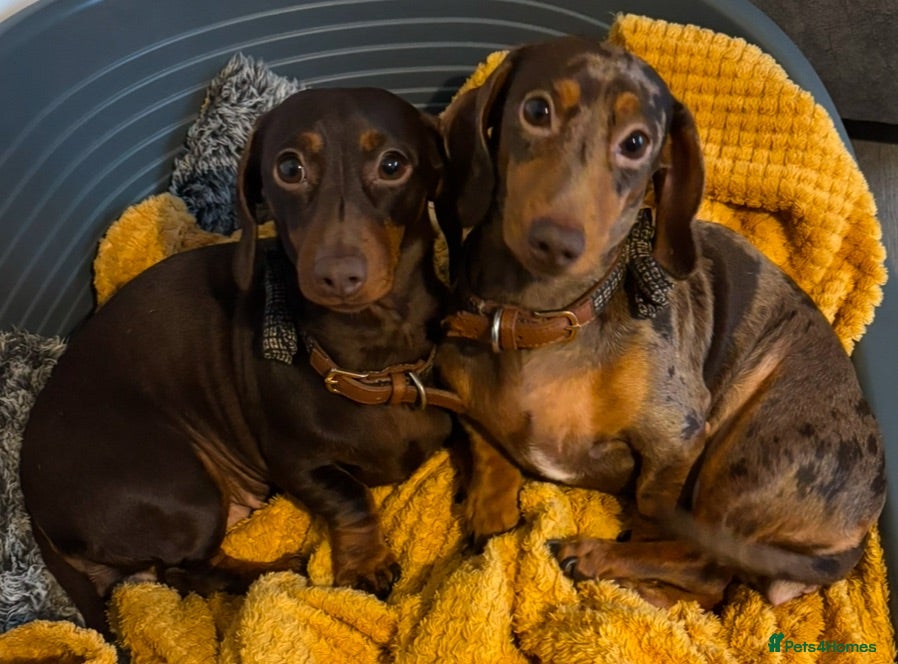 Miniature Dachshund dogs Coming soon! KC Reg Miniature Dachshunds - Advert 1