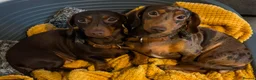 Miniature Dachshund dogs for sale: Coming soon! KC Reg Miniature Dachshunds - Advert 1