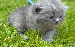 British Shorthair cats for sale: Blue British shorthair  - Image 4