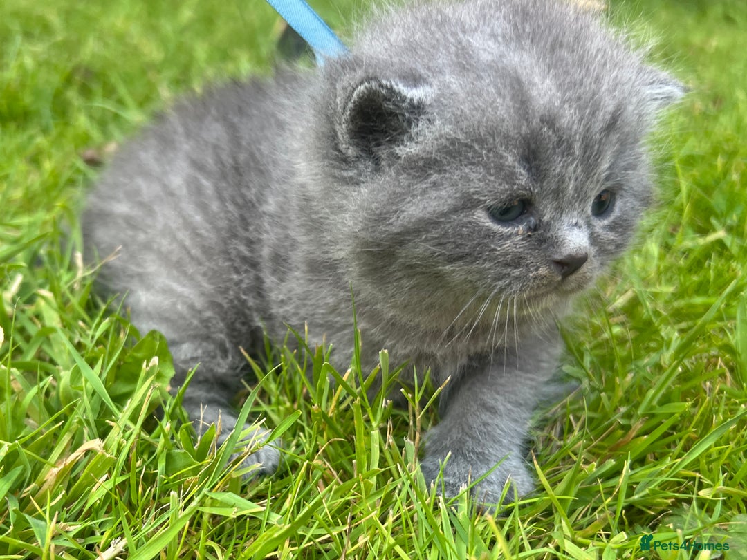 British Shorthair cats for sale: Blue British shorthair  - Image 4