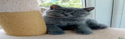 British Shorthair cats for sale: Gorgeous British short-hair kittens  - Advert 7