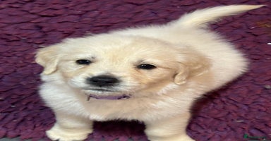 Golden Retriever dogs - Advert 11