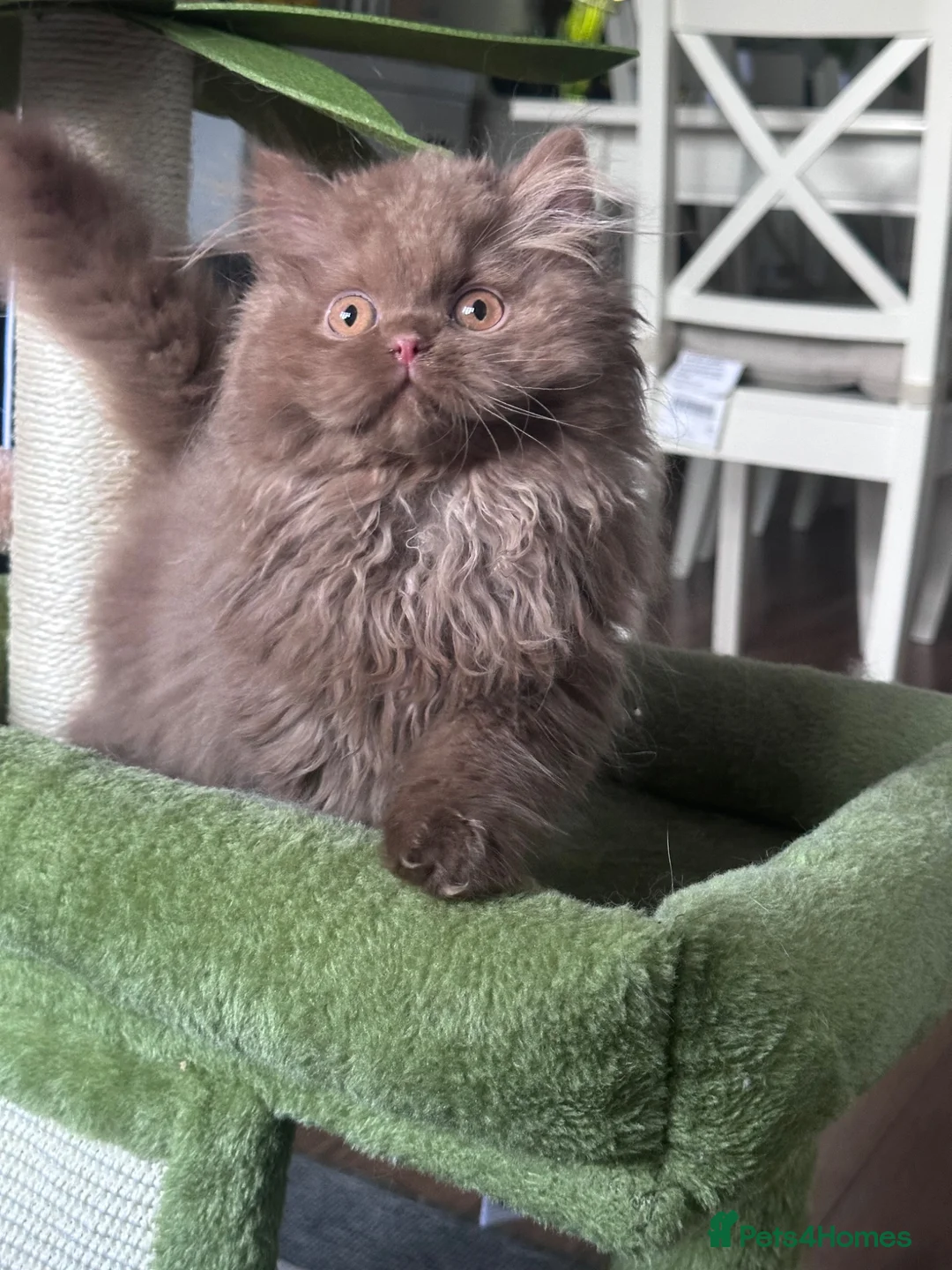 British Longhair cats for sale: Last kitten available British longhair cinnamon  - Advert 2