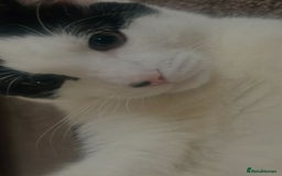 Mixed Breed cats for sale: Sonbul - Image 1