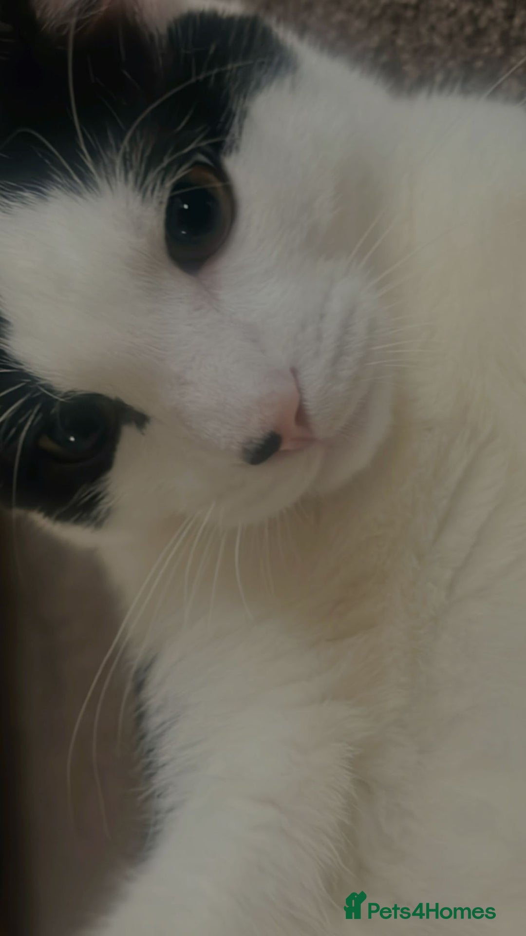 Mixed Breed cats for sale: Sonbul - Image 1