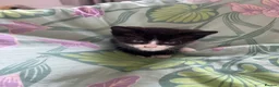 Mixed Breed cats for sale: Mixed litter  - Advert 1