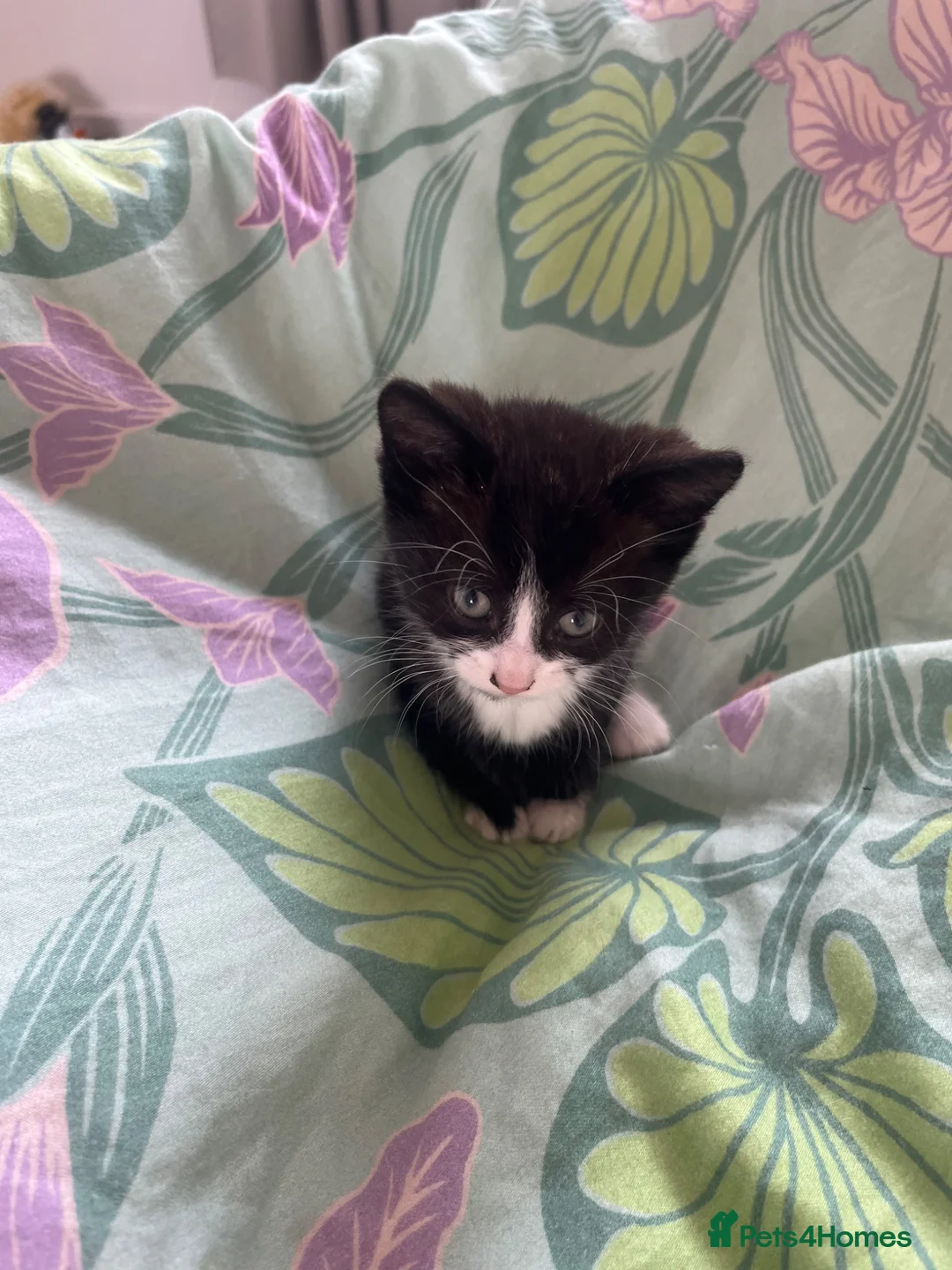 Mixed Breed cats for sale: Mixed litter  - Advert 1